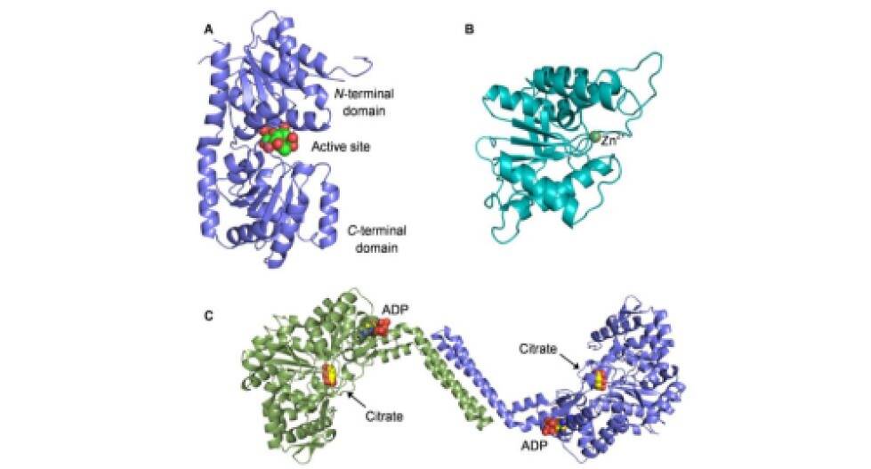 Proteins of the bacillithiol synthesis pathway